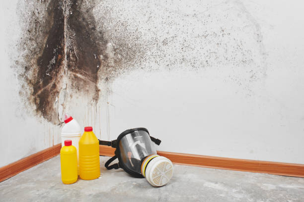 Why You Should Choose Our Mold Remediation Services in Ethete, WY